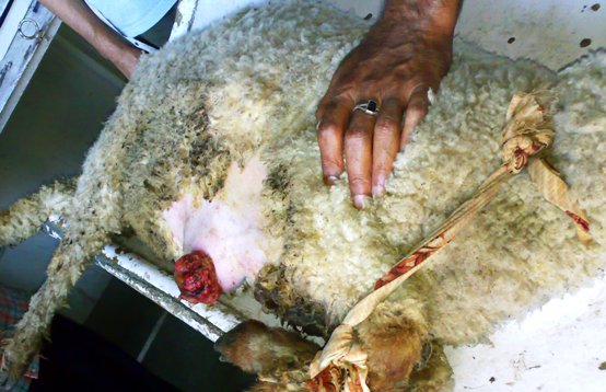 hernia_sheep_2 Hernia, herniorrhaphy, sheep, umbilical hernia, abdominal hernia