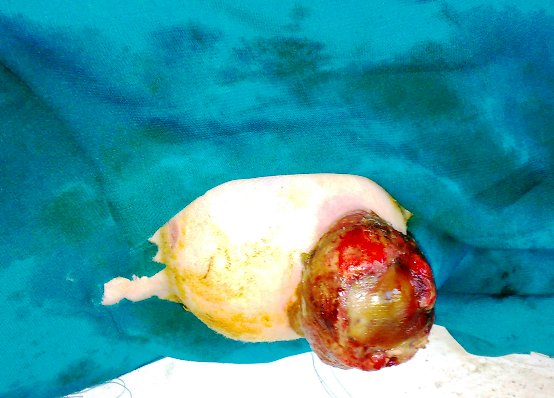 hernia_sheep_3 Hernia, herniorrhaphy, sheep, umbilical hernia, abdominal hernia