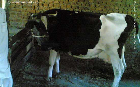 hf_cow.jpg