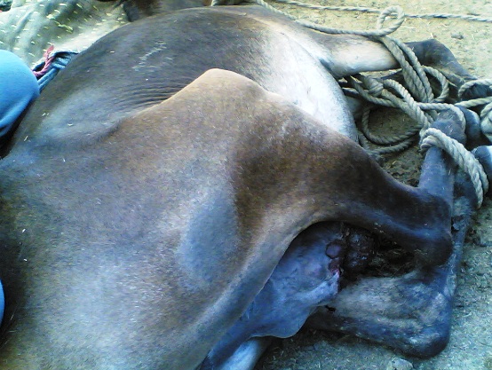 horse_growth_1