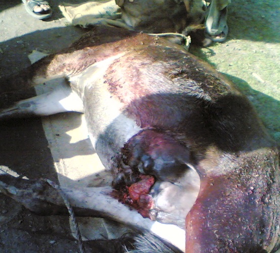 horse_growth_2 cancer, growth, horse