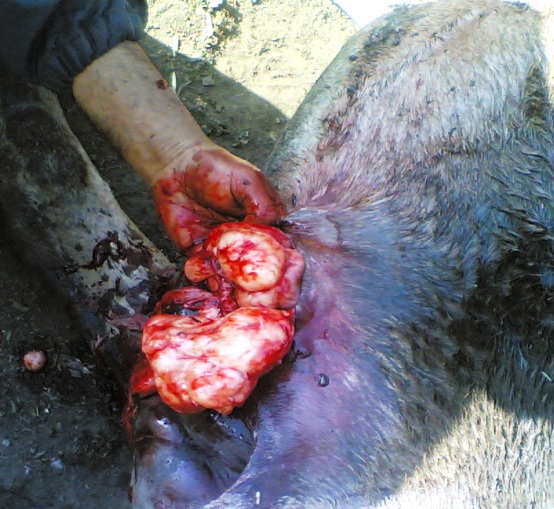 horse_growth_3 cancer, growth, horse
