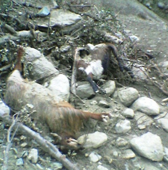 Animals killed in October 2005 Kashmir earthquake