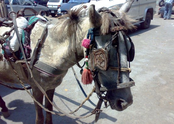 influenza_equine_1 Influenza, Equine influenza, horse flu, horse