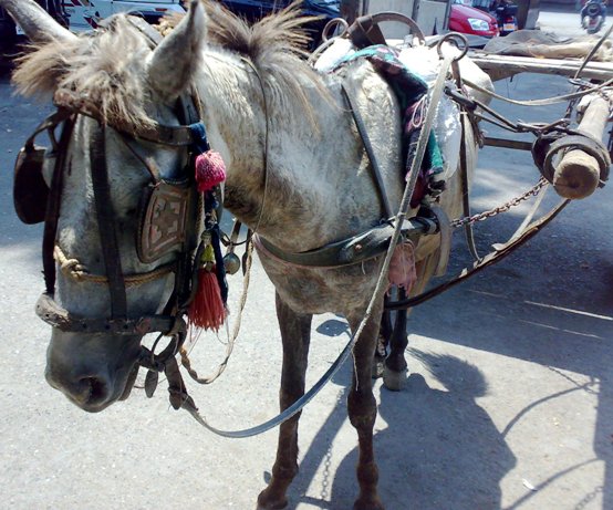 influenza_equine_2 horse, influenza, equine influenza, horse flu