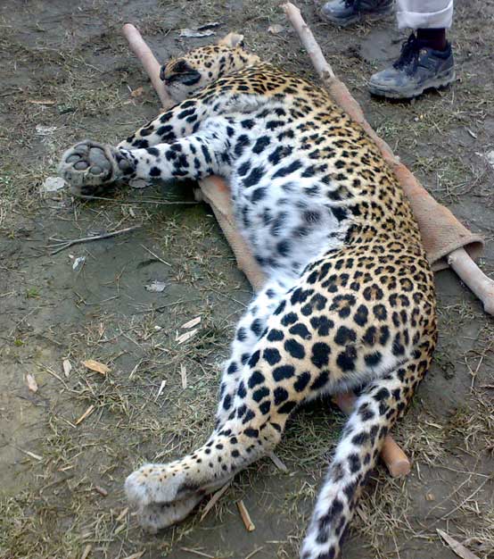 leopard-pm2 post mortem on a leopard in kashmir