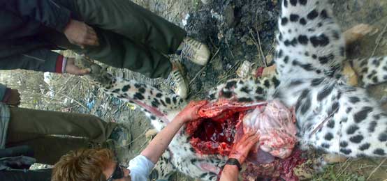leopard-pm4 post mortem on a leopard in kashmir