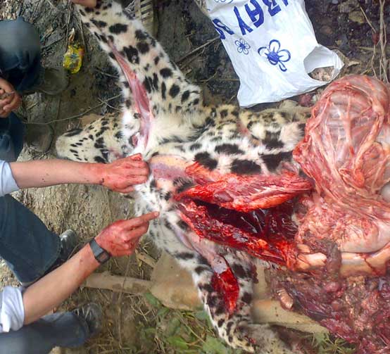 leopard-pm5 post mortem on a leopard in kashmir