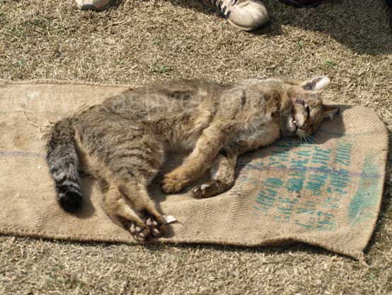 lynx-kashmir2 lynx in kashmir