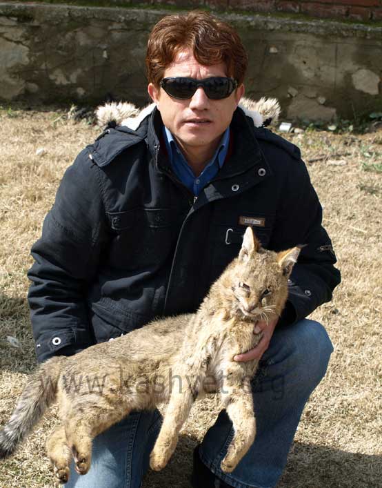 lynx-kashmir4 lynx in kashmir