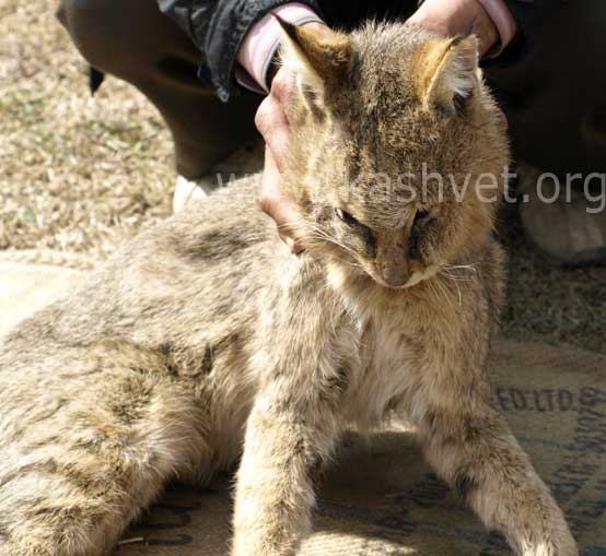 lynx-kashmir5 lynx in kashmir