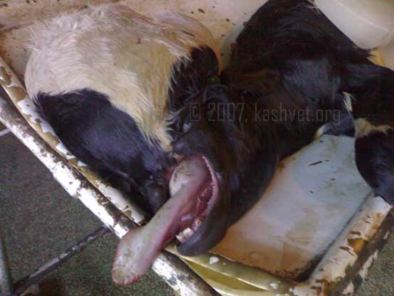 monster calf close up