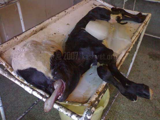 dead calf with hydrocephalus absence of upper jaw dystokia