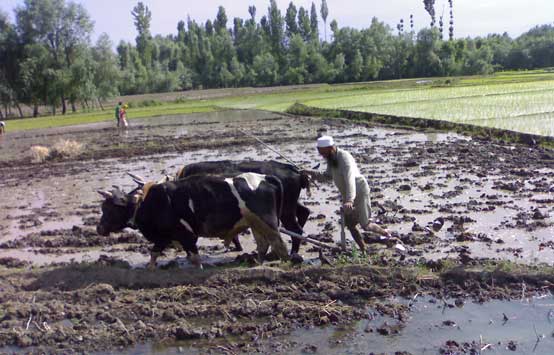 oxen toiling in the field draft drought power