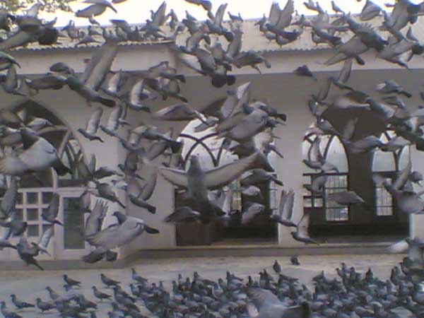 pigeon.jpg