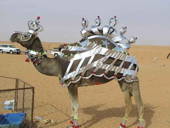 Camel in Desert