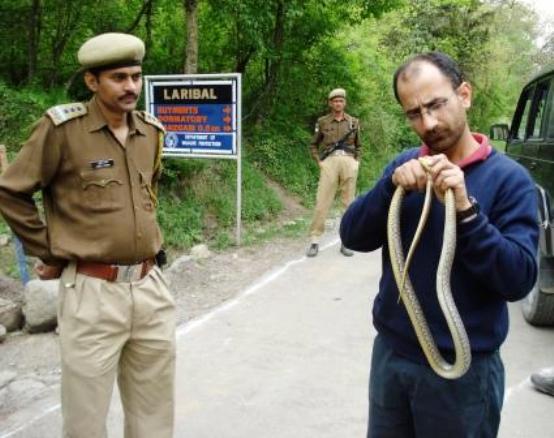 rat-snake-rescued-from-dachigam rat snake rescue dachigam tick infestation