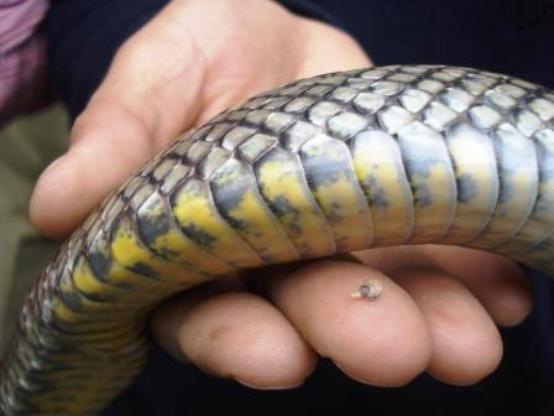 removed-ticks rat snake rescue dachigam tick infestation