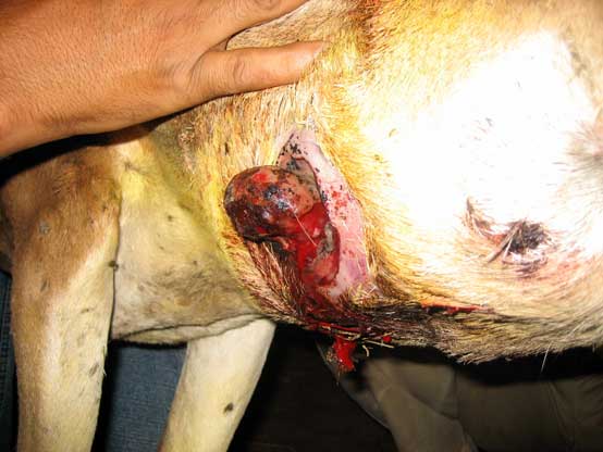 surgery on shapu