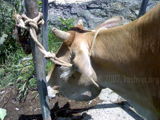 sub-mandibular swelling cow salivary cyst