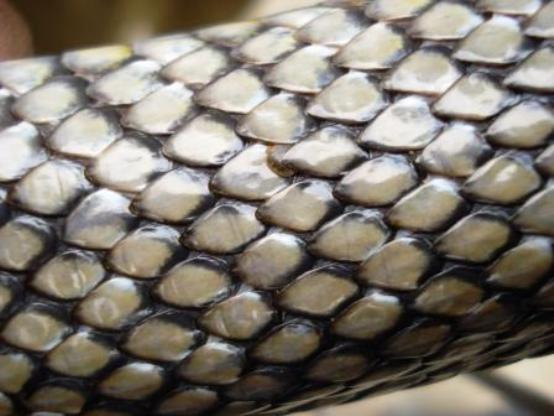ticks-on-snake rat snake rescue dachigam tick infestation