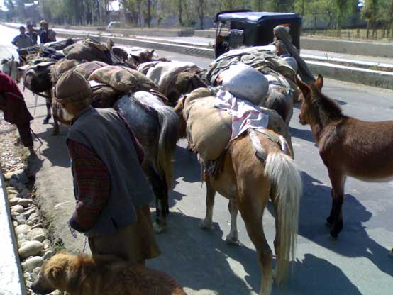 Tribal livestock