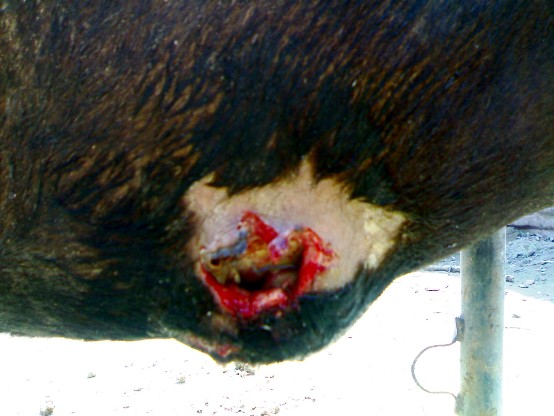 trp abscess