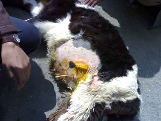 Cystotomy in Calf