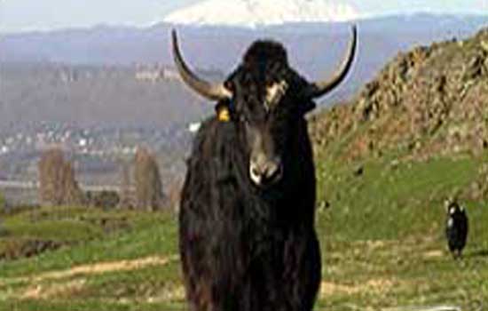 yak_ps.jpg