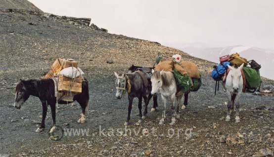 zanaskari ponies zanaskari ponies