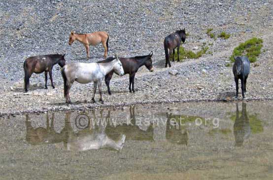 zanaskari ponies zanaskari ponies